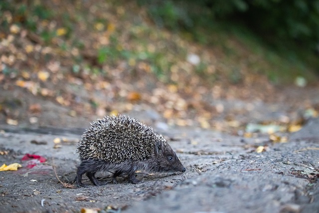 要的对外交 要的对外交